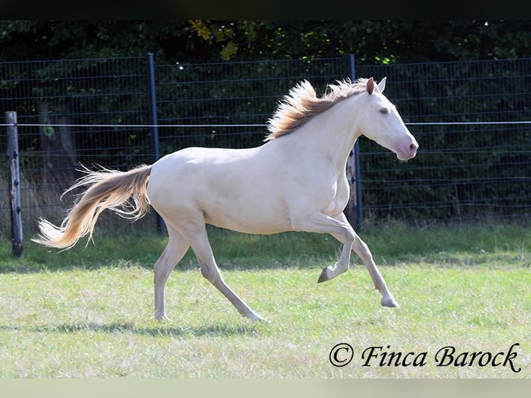 Andaluso Giumenta 3 Anni 157 cm Pearl in Wiebelsheim