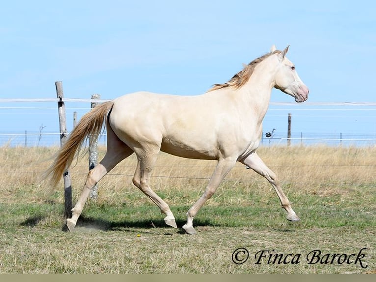 Andaluso Giumenta 3 Anni 157 cm Pearl in Wiebelsheim