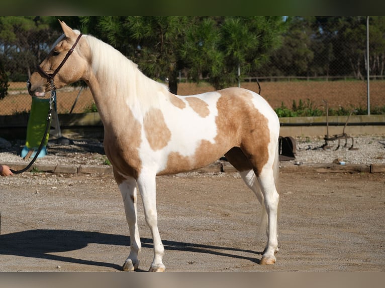 Andaluso Giumenta 3 Anni 157 cm Pezzato in Hamburg