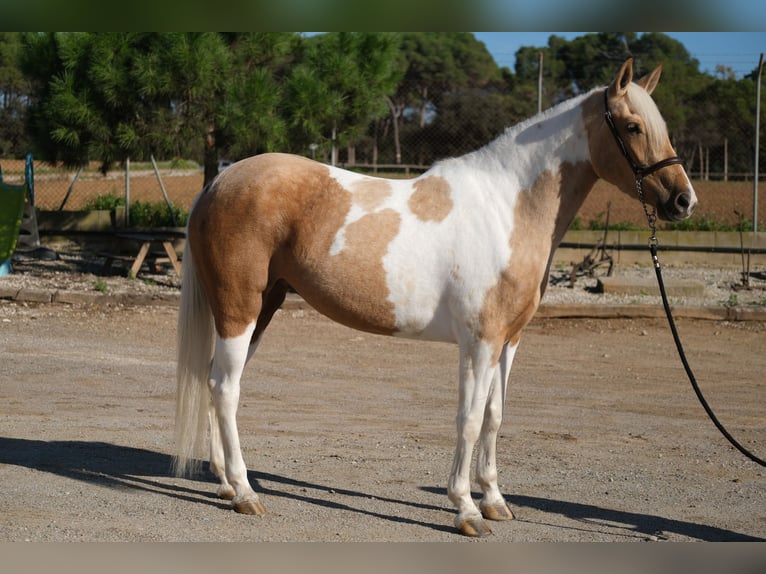 Andaluso Giumenta 3 Anni 157 cm Pezzato in Hamburg