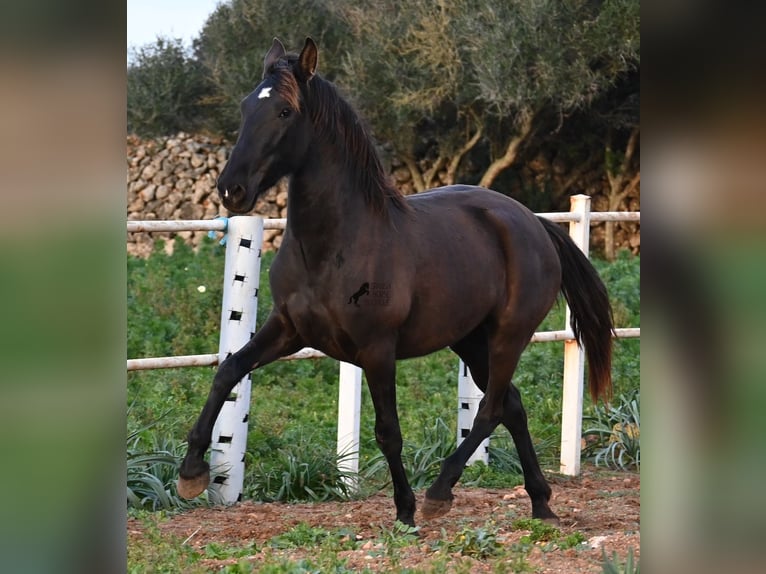 Andaluso Giumenta 3 Anni 158 cm Morello in Menorca