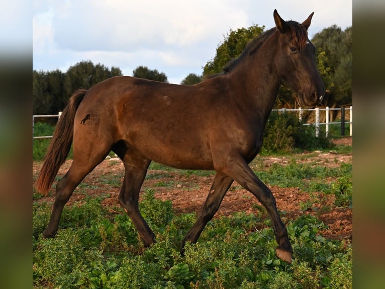 Andaluso Giumenta 3 Anni 158 cm Morello in Menorca