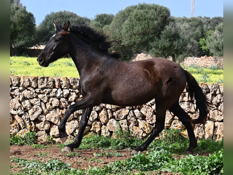 Andaluso Giumenta 3 Anni 158 cm Morello in Menorca