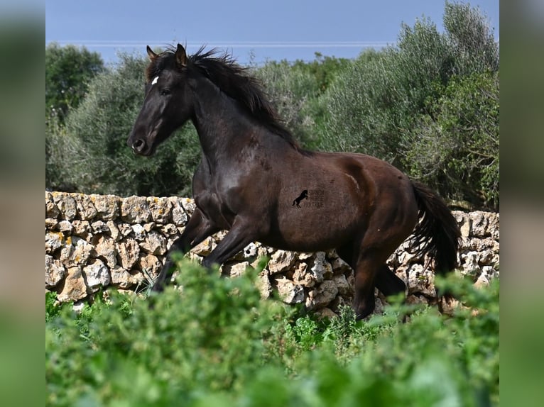 Andaluso Giumenta 3 Anni 158 cm Morello in Menorca