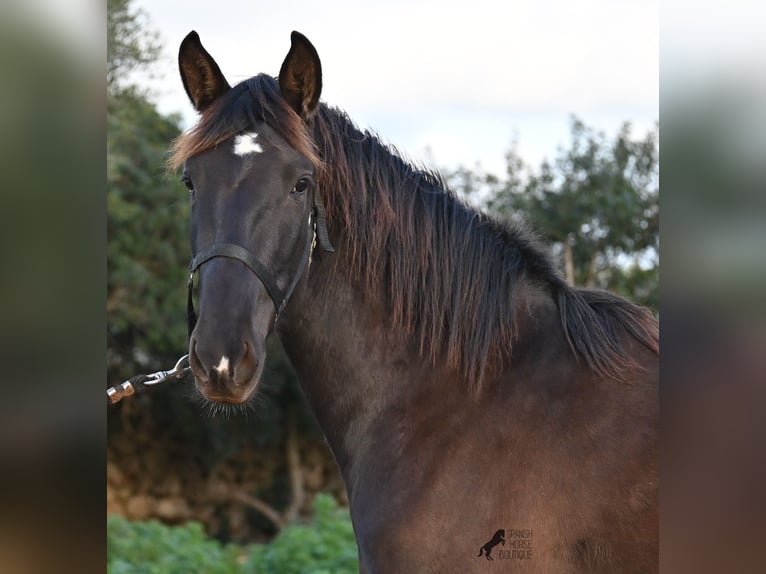 Andaluso Giumenta 3 Anni 158 cm Morello in Menorca