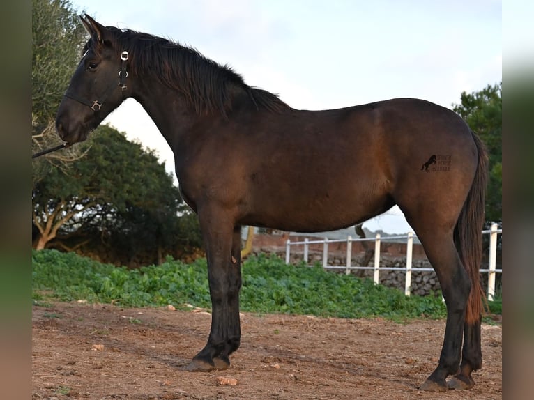 Andaluso Giumenta 3 Anni 158 cm Morello in Menorca