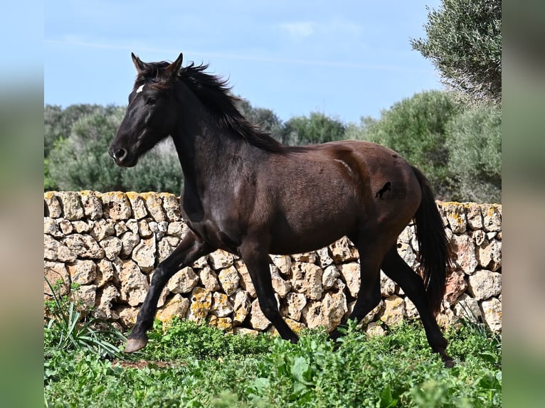 Andaluso Giumenta 3 Anni 158 cm Morello in Menorca