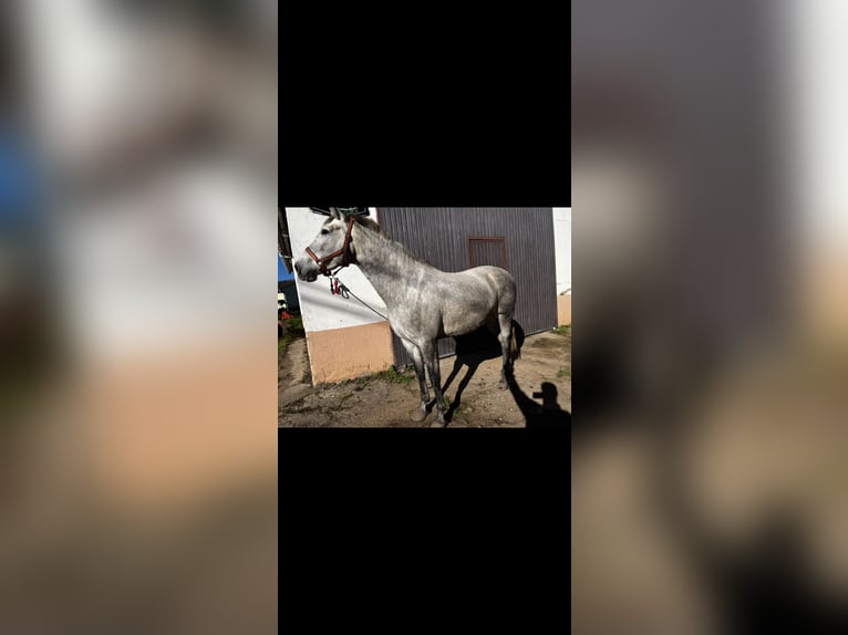 Andaluso Giumenta 3 Anni 160 cm Grigio in Sierra, La (Candas - Carreño)