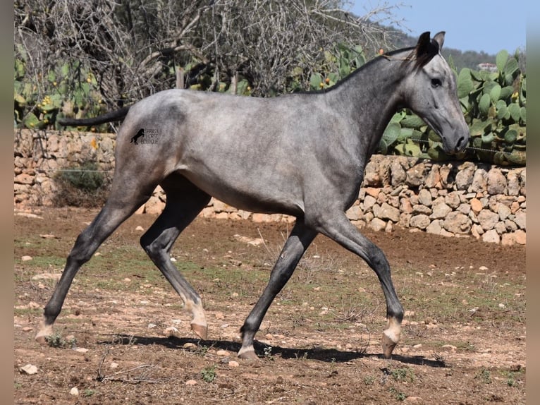 Andaluso Giumenta 3 Anni 160 cm Grigio in Mallorca