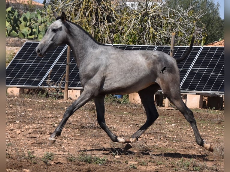Andaluso Giumenta 3 Anni 160 cm Grigio in Mallorca