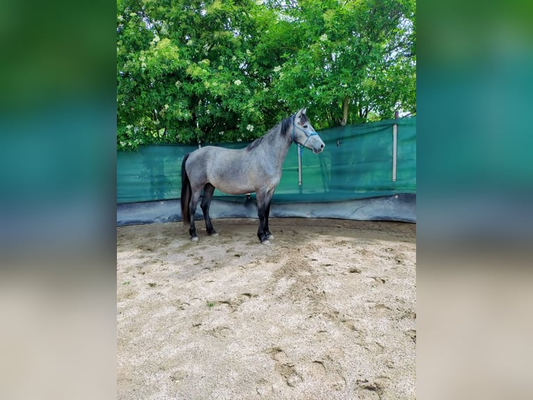 Andaluso Giumenta 3 Anni 160 cm Leardo in Herxheim bei Landau/Pfalz