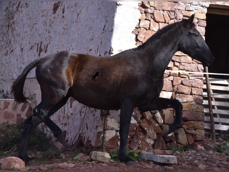Andaluso Giumenta 3 Anni 160 cm Morello in Menorca