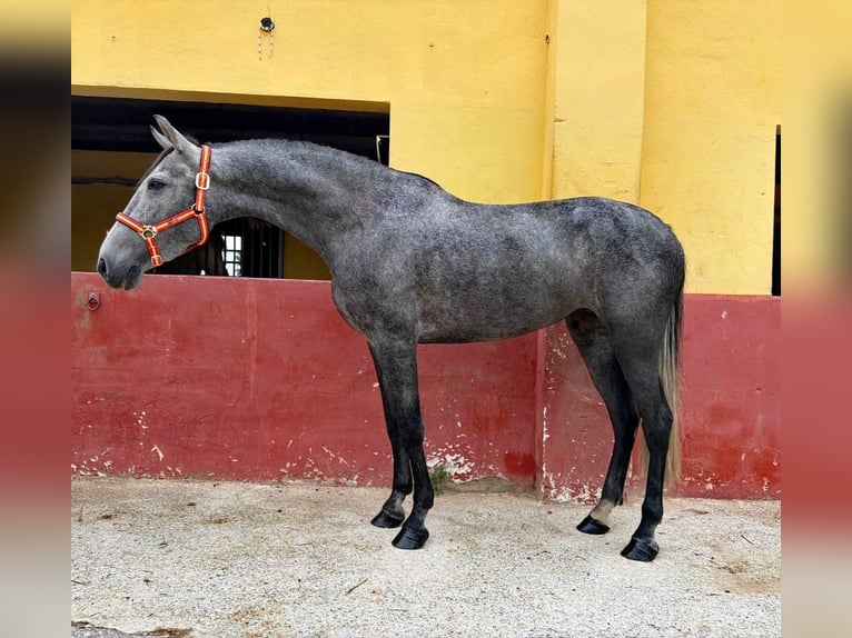 Andaluso Giumenta 3 Anni 161 cm Grigio in Terrassa