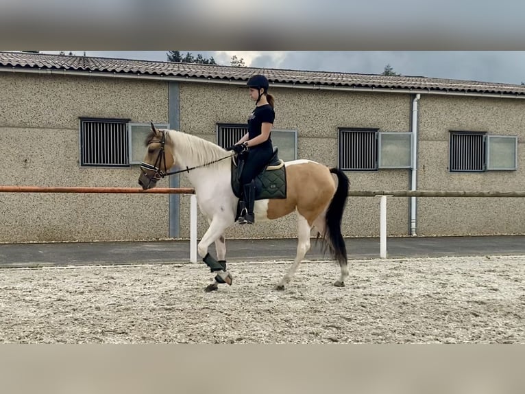 Andaluso Giumenta 3 Anni 163 cm Pezzato in Neustadt (Wied)