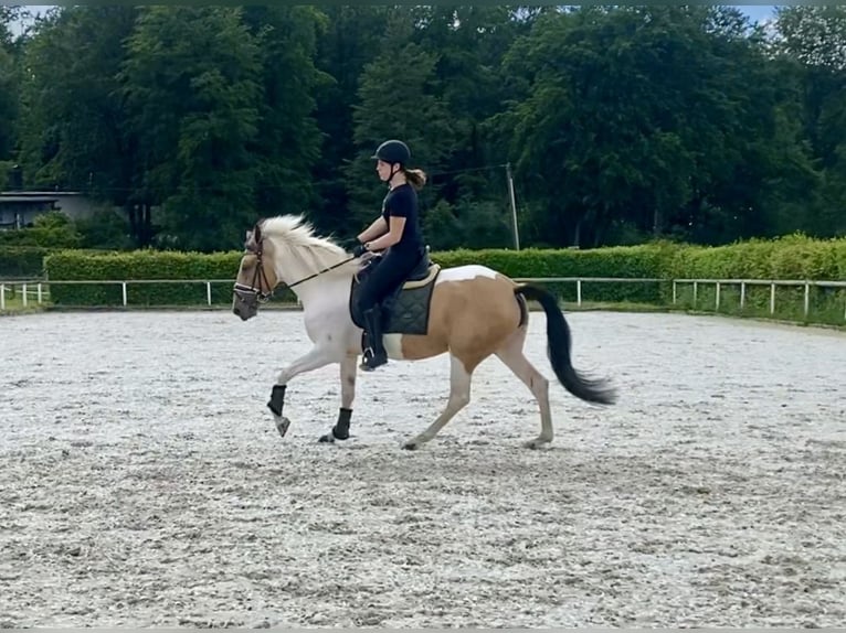 Andaluso Giumenta 3 Anni 163 cm Pezzato in Neustadt (Wied)