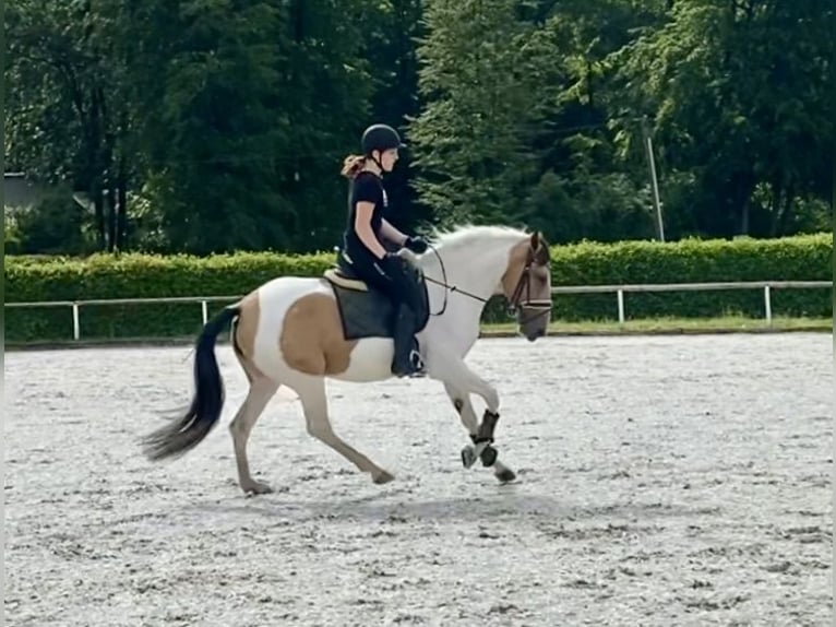 Andaluso Giumenta 3 Anni 163 cm Pezzato in Neustadt (Wied)