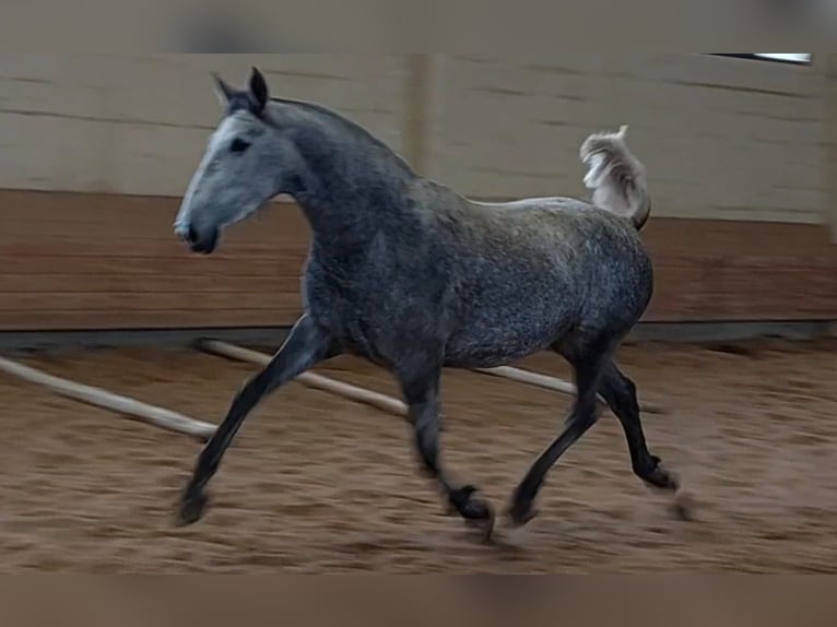 Andaluso Giumenta 3 Anni Grigio in Ledesma