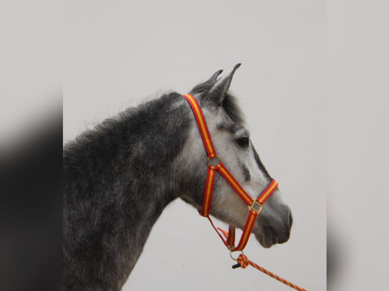 Andaluso Giumenta 4 Anni 152 cm Grigio in Vejer de la Frontera