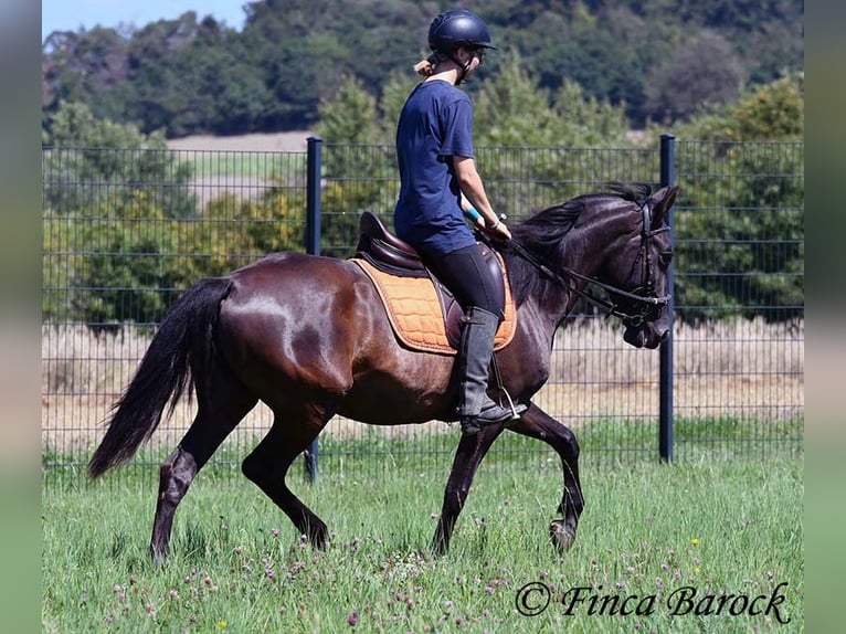 Andaluso Giumenta 4 Anni 152 cm Morello in Wiebelsheim