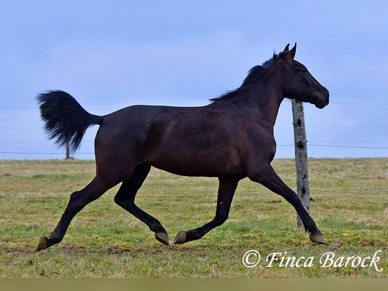 Andaluso Giumenta 4 Anni 152 cm Morello in Wiebelsheim