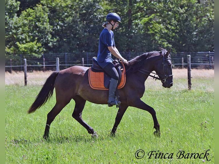 Andaluso Giumenta 4 Anni 152 cm Morello in Wiebelsheim