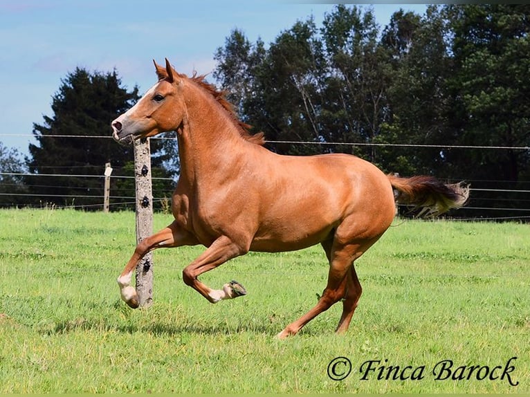 Andaluso Giumenta 4 Anni 153 cm Sauro in Wiebelseheim