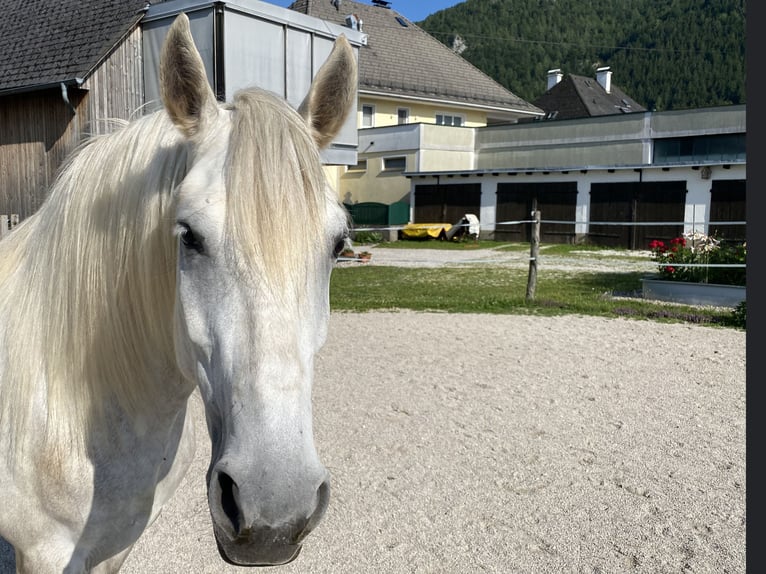 Andaluso Giumenta 4 Anni 154 cm Grigio pezzato in Scharnstein