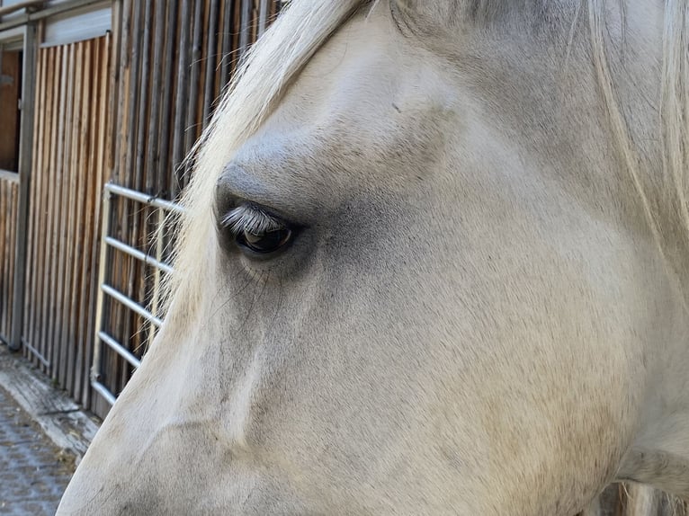 Andaluso Giumenta 4 Anni 154 cm Grigio pezzato in Scharnstein