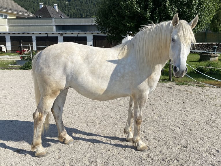 Andaluso Giumenta 4 Anni 154 cm Grigio pezzato in Scharnstein