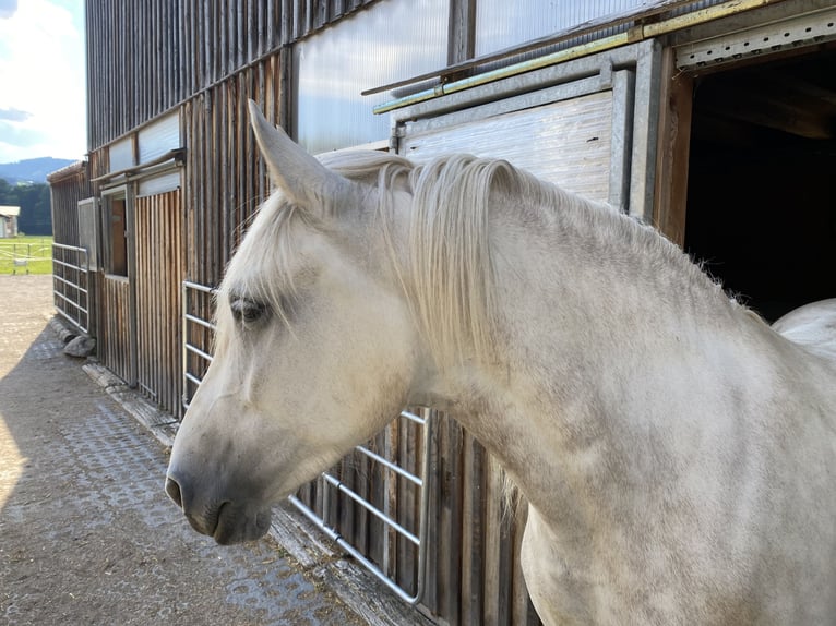 Andaluso Giumenta 4 Anni 154 cm Grigio pezzato in Scharnstein