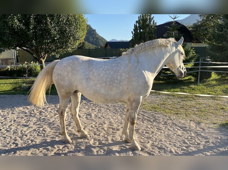Andaluso Giumenta 4 Anni 154 cm Grigio pezzato in Scharnstein