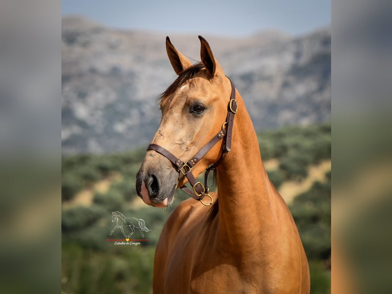 Andaluso Giumenta 4 Anni 155 cm Falbo in Würzburg