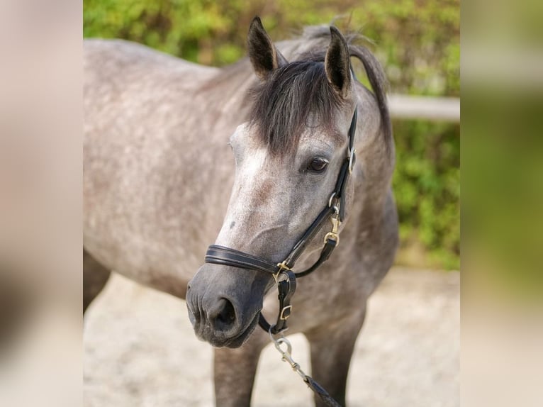 Andaluso Giumenta 4 Anni 155 cm Leardo in Neustadt (Wied)