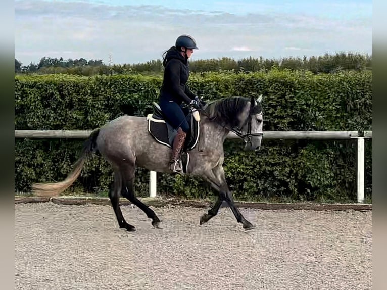 Andaluso Giumenta 4 Anni 155 cm Leardo in Neustadt (Wied)