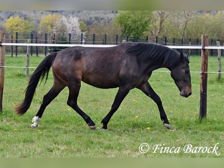 Andaluso Giumenta 4 Anni 156 cm Baio nero in Wiebelsheim