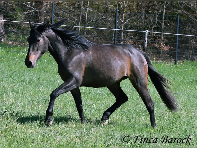 Andaluso Giumenta 4 Anni 156 cm Baio nero in Wiebelsheim