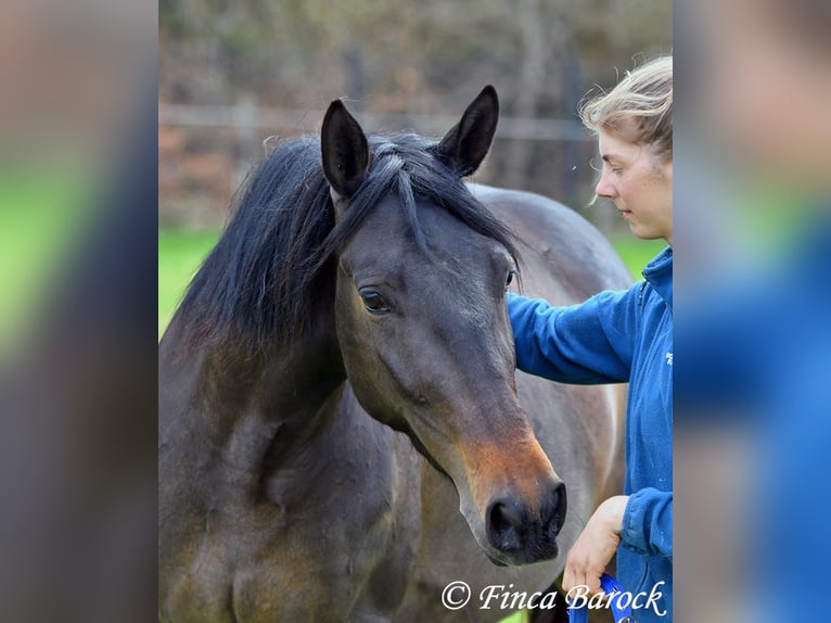 Andaluso Giumenta 4 Anni 156 cm Baio nero in Wiebelsheim