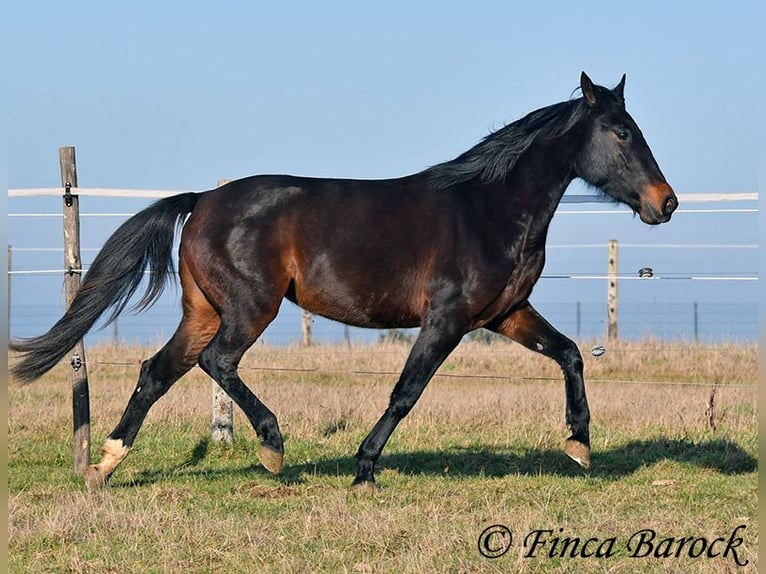 Andaluso Giumenta 4 Anni 156 cm Baio nero in Wiebelsheim