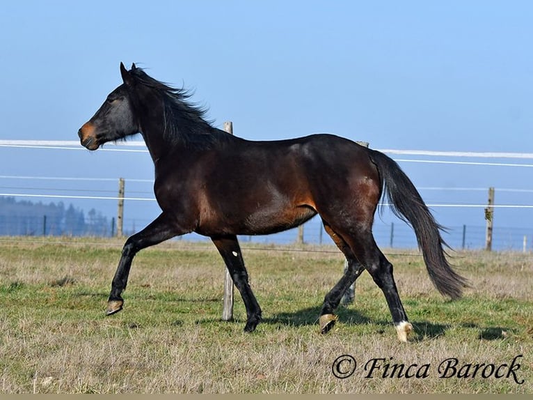 Andaluso Giumenta 4 Anni 156 cm Baio nero in Wiebelsheim