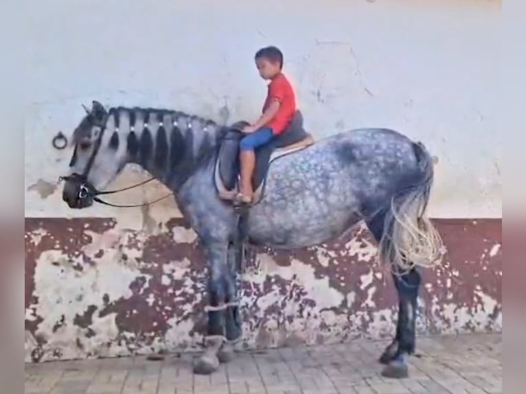 Andaluso Giumenta 4 Anni 156 cm Grigio pezzato in Cadiz