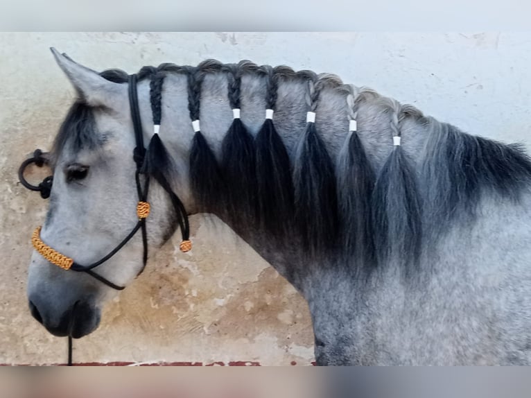 Andaluso Giumenta 4 Anni 156 cm Grigio pezzato in Cadiz