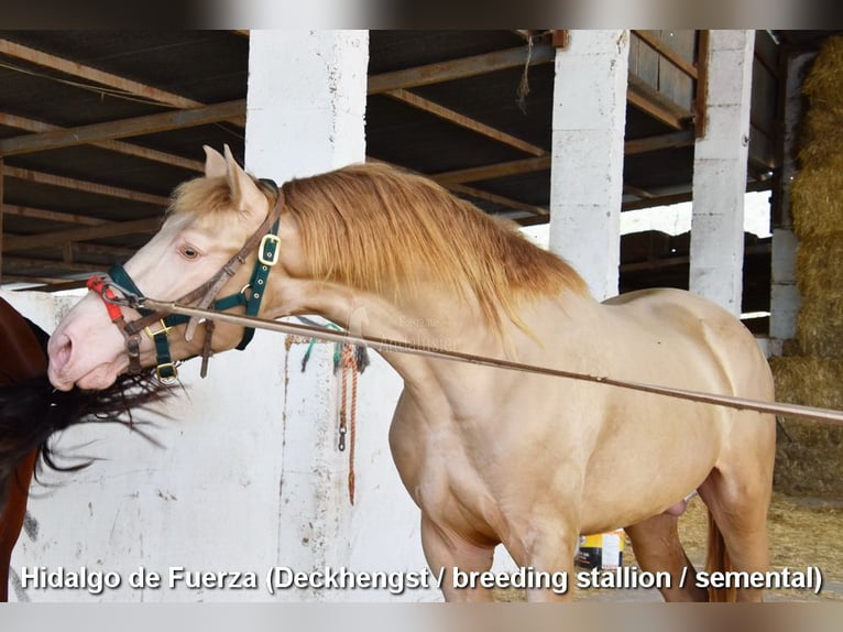 Andaluso Giumenta 4 Anni 156 cm Palomino in Provinz Cordoba