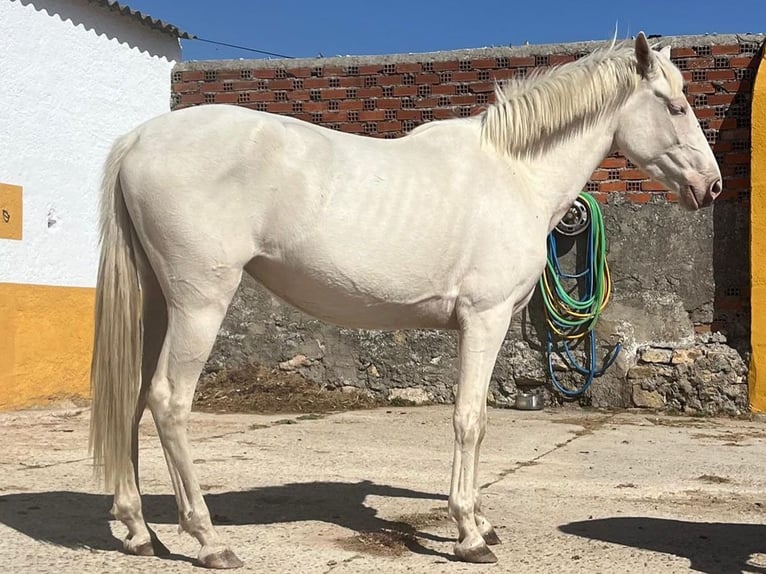 Andaluso Giumenta 4 Anni 157 cm Cremello in Cacéres