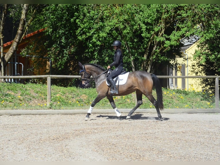 Andaluso Giumenta 4 Anni 158 cm Baio scuro in Wellheim