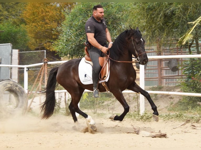 Andaluso Giumenta 4 Anni 158 cm Morello in Provinz Malaga