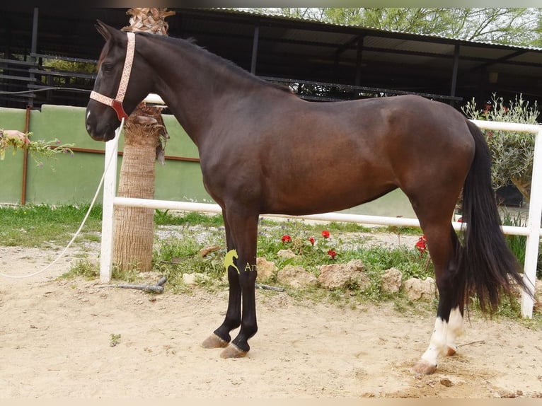 Andaluso Giumenta 4 Anni 158 cm Morello in Provinz Malaga