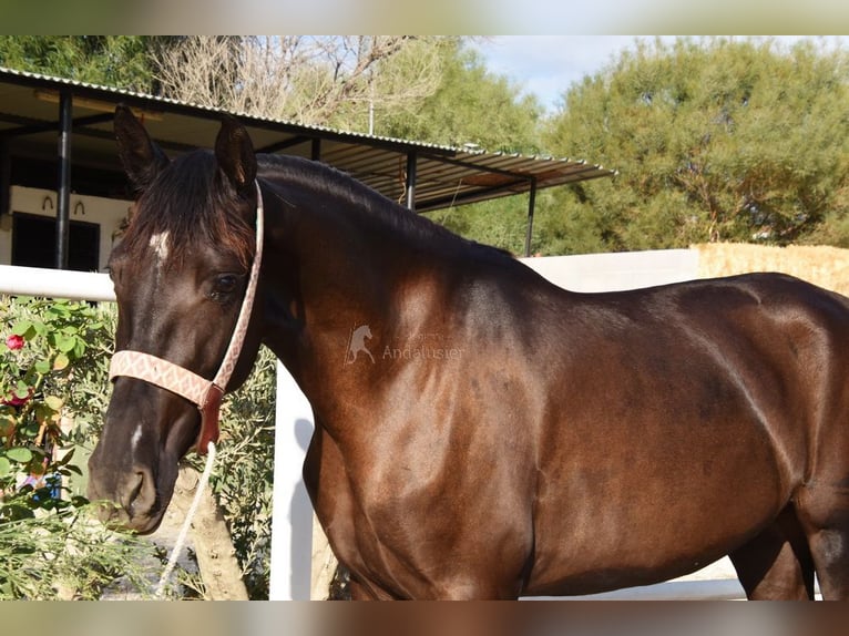 Andaluso Giumenta 4 Anni 158 cm Morello in Provinz Malaga