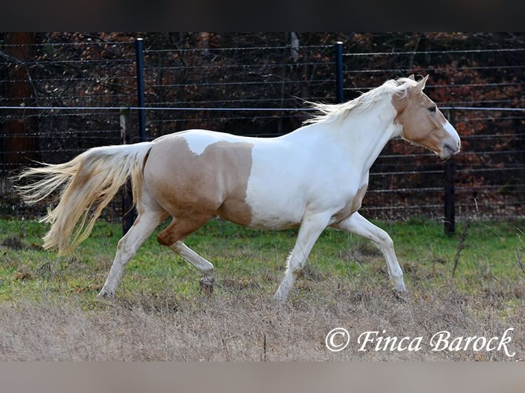 Andaluso Mix Giumenta 4 Anni 161 cm Pezzato in Wiebelsheim
