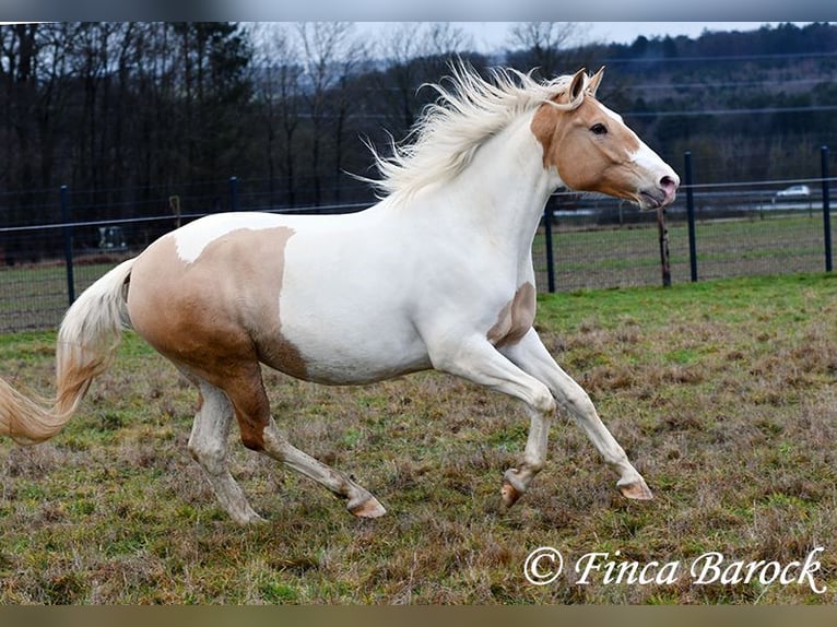 Andaluso Mix Giumenta 4 Anni 161 cm Pezzato in Wiebelsheim