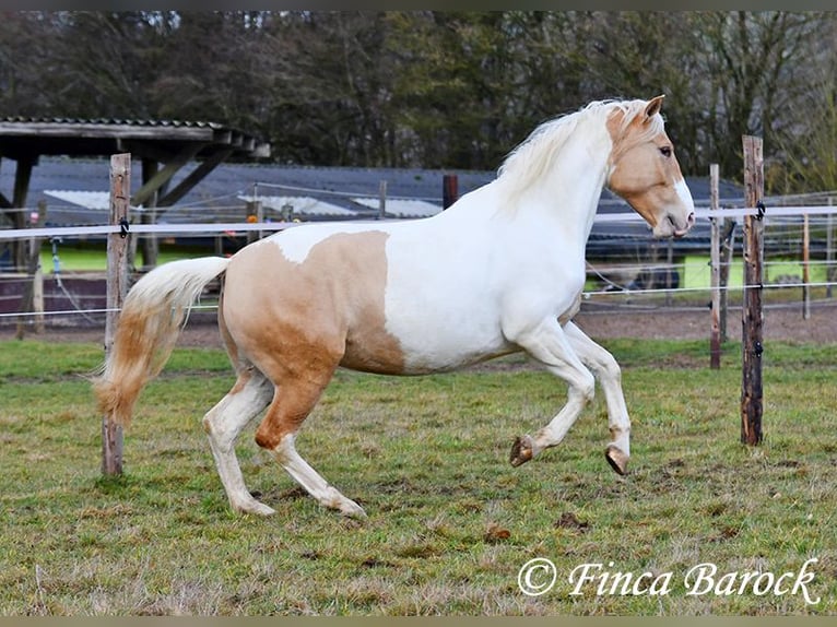 Andaluso Mix Giumenta 4 Anni 161 cm Pezzato in Wiebelsheim